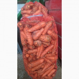 Оптом продам товарну моркву, Львівська область