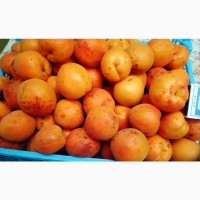 Продам крупный абрикос в Луганске. Сорт Персиковый