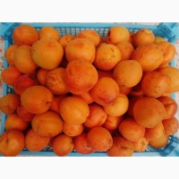 Продам крупный абрикос в Луганске. Сорт Персиковый