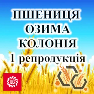 Насіння озимої пшениці КОЛОНІЯ 1 репродукція ЛІМАГРЕЙН