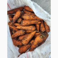 Продам моркву 1 та 2 сорт оптом від 5 тон