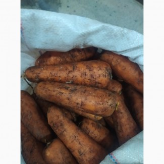 Продам МОРКВУ морковку морковь