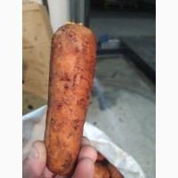 Продам морковку сетевое качество