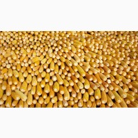 Продам кукурудзу 2000 тонн Сумська область
