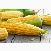 Продам кукурудзу 1300 тонн, Житомирська обл, Дворище