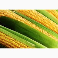 Куплю зерно Кукурудзи по всій Україні