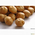 Продам якісну смачну картоплю, сорт Щедрик