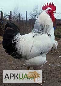 Фото 2. Суточные цыплята породы Адлерская серебристая