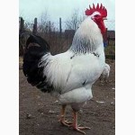 Суточные цыплята породы Адлерская серебристая