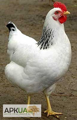 Фото 3. Суточные цыплята породы Адлерская серебристая
