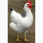Суточные цыплята породы Адлерская серебристая