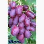 Продаем саженцы винограда