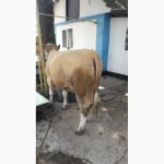 Продається теличка на корову