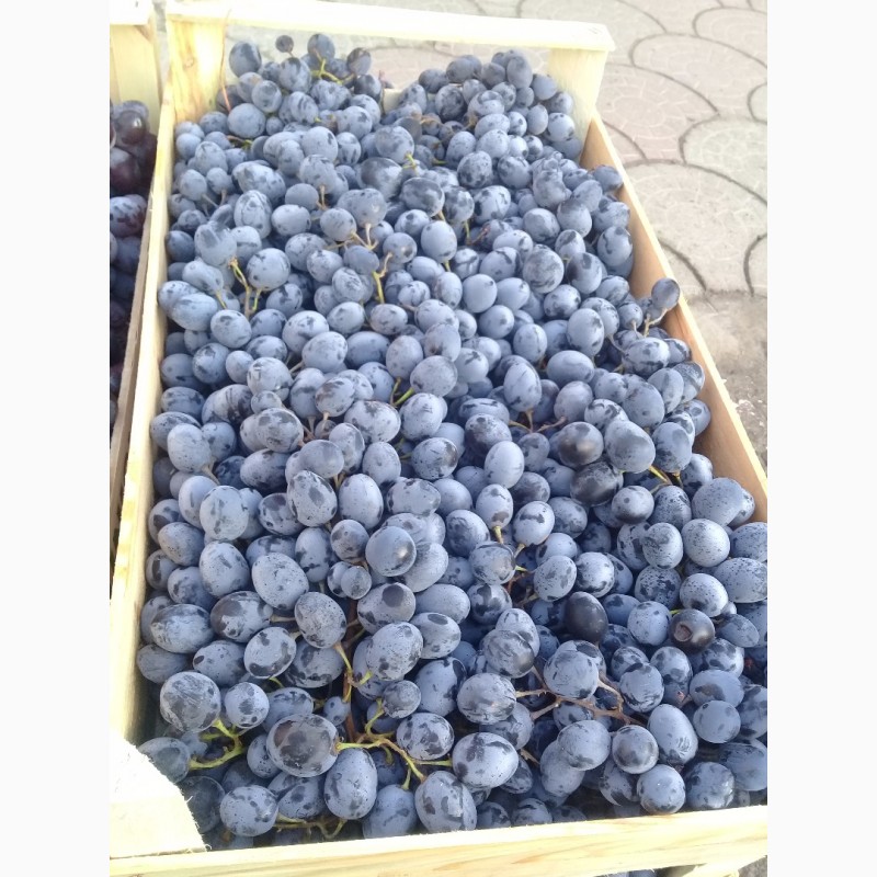 Продам виноград МОЛДОВА