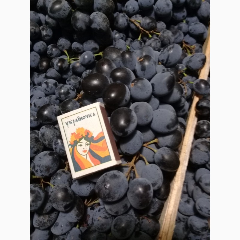 Фото 3. Продам виноград МОЛДОВА