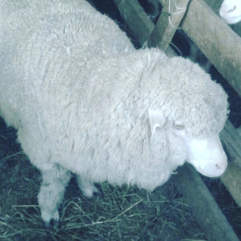 Фото 2. Куплю овец баранов Меринос. мин.200 голов