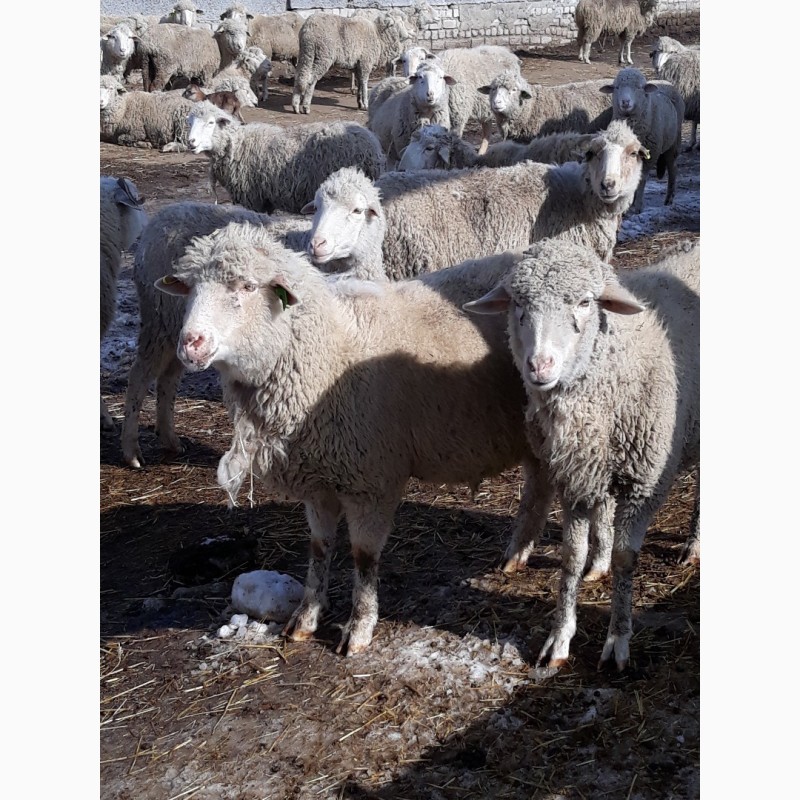 Фото 3. Куплю овец баранов Меринос. мин.200 голов