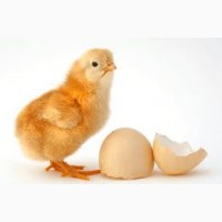 Приобретайте яйца инкубационные Фокси Чик
