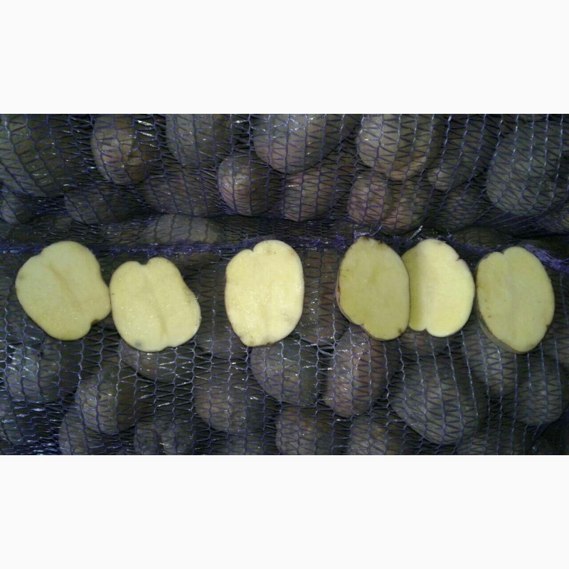 Фото 3. Оптовая продажа картофеля отличного качества