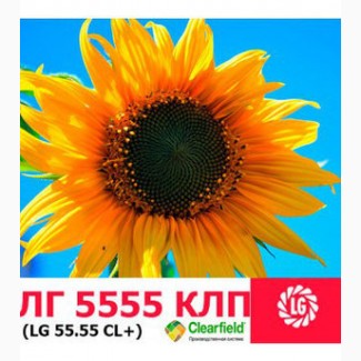 Семена подсолнечника ЛГ 5555 КЛП