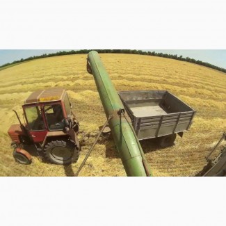 Зерновая компания закупает Пшеницу