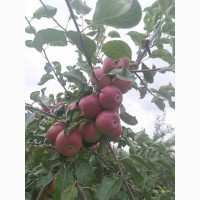 Продам яблоки урожай 2019