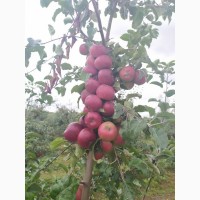 Продам яблоки урожай 2019