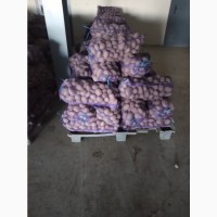Продам продовольственный картофель из РБ, Манифест(красная), Янка, Каралева Анна