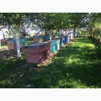 Продам пчеломатки Карпатки 2020г