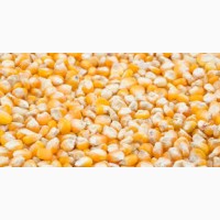 Закупівля фуражної кукурудзи