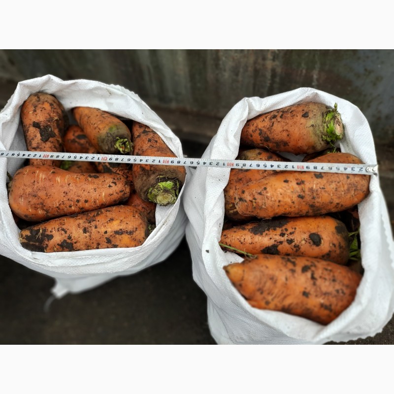Фото 2. Продаем крупную морковь на переработку (морковча)