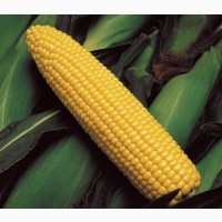 Куплю кукурузу великими партіями