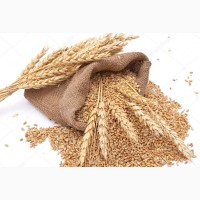 Куплю пшениця