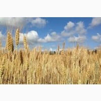 Пшениця озима Платин