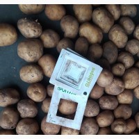 Картопля від виробника продам з овочесховища