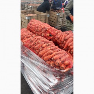 Продам оптом моркву товарної якості, Житомирська область