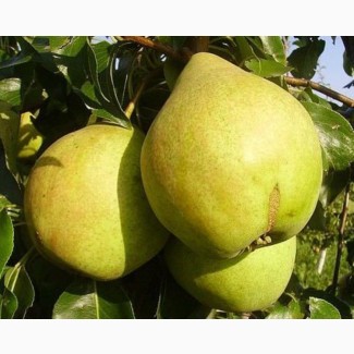 Саженцы яблони груши большой ассортимент сортов опт и розница