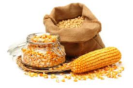 Продам пшеницю, кукурудзу, овес і не тільки