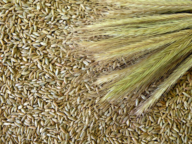 Фото 3. Продам пшеницю, кукурудзу, овес і не тільки
