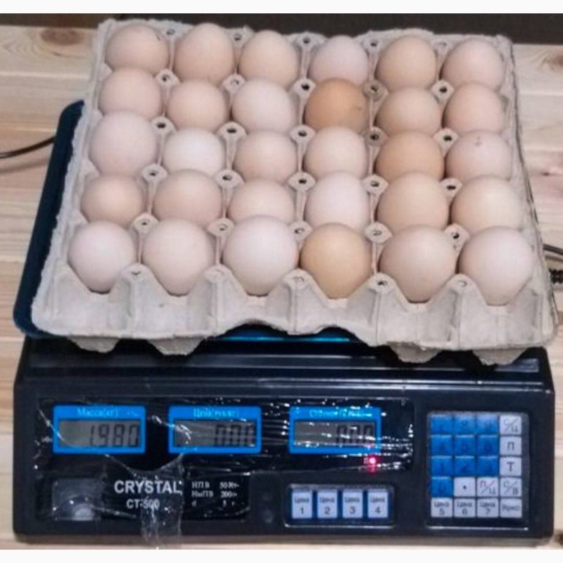 Фото 10. Продам яйцо куриное в асортименте, ОПТ, Киев