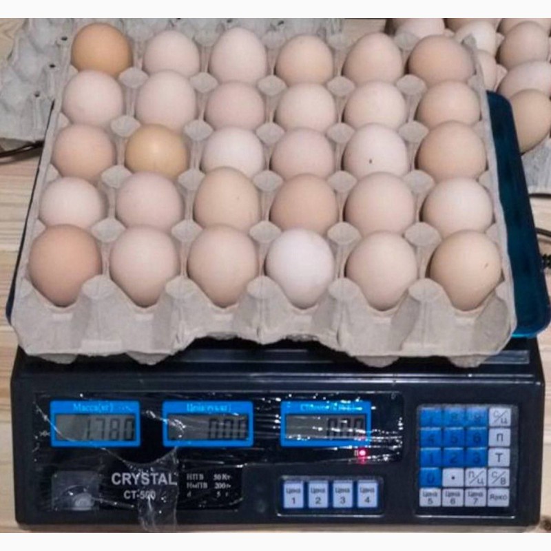 Фото 11. Продам яйцо куриное в асортименте, ОПТ, Киев
