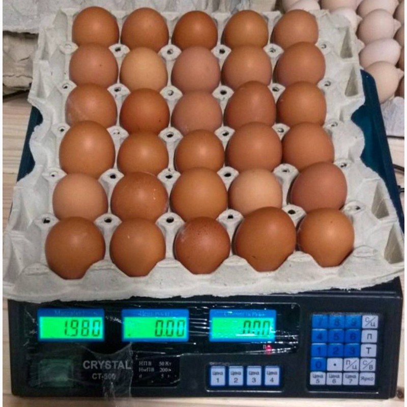 Фото 6. Продам яйцо куриное в асортименте, ОПТ, Киев