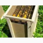 Бджолопакети (самовивіз) «Карпатка-Вучківськівка», рамка дадан. Ціна 1000 грн