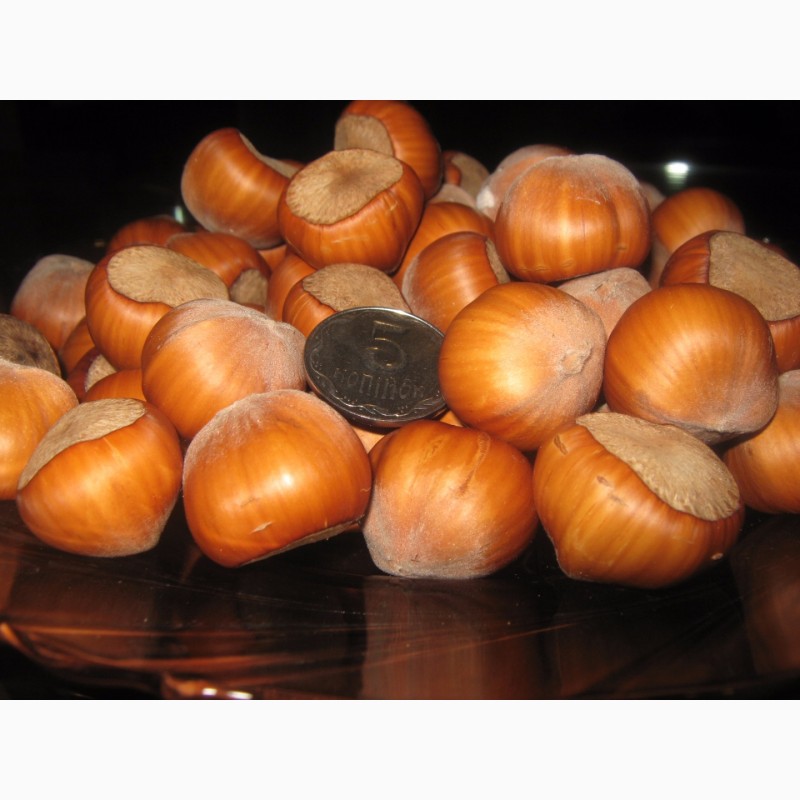 Фото 9. Саженцы фундука крупноплодного Трапезунд. Вегетативные отводки