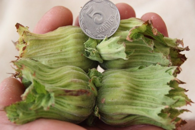 Фото 10. Саженцы фундука крупноплодного Трапезунд. Вегетативные отводки