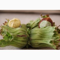 Саженцы фундука крупноплодного Трапезунд. Вегетативные отводки