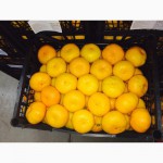 Prodam mandarin#305;, apelsin#305;, limon#305;, granat#305;, greypfrukt#305; Turkey -