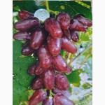 Продаж саженцов винограда опт и розница
