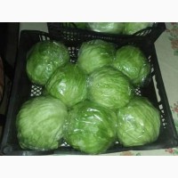 Продам салат айсберг опт (импорт)