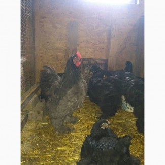 Яйца инкубационные Кохинхин черный, голубой